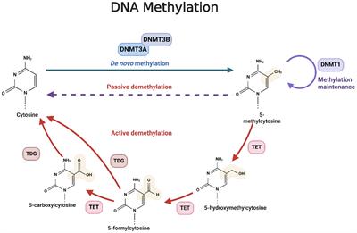 The epigenetic modification of DNA methylation in neurological diseases